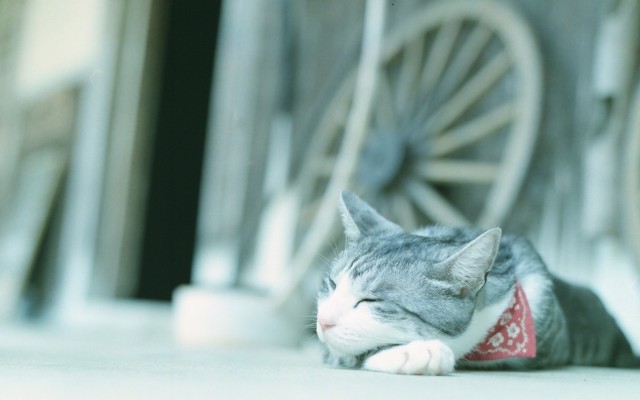 Cats. Desktop wallpaper
