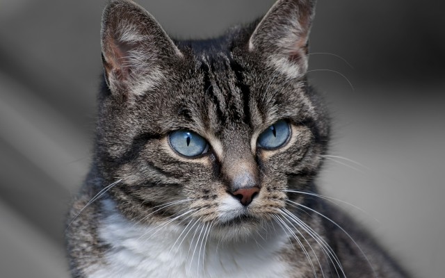 Cats. Desktop wallpaper