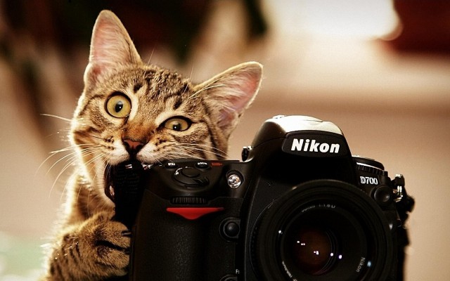Cats. Desktop wallpaper