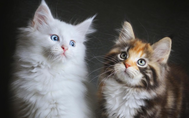Cats. Desktop wallpaper
