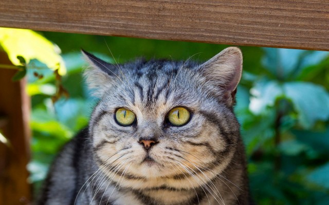 Cats. Desktop wallpaper