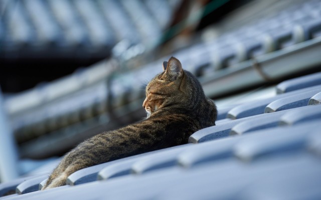 Cats. Desktop wallpaper