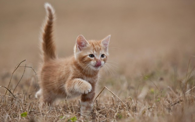 Cats. Desktop wallpaper