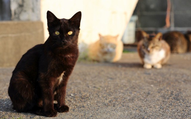 Cats. Desktop wallpaper