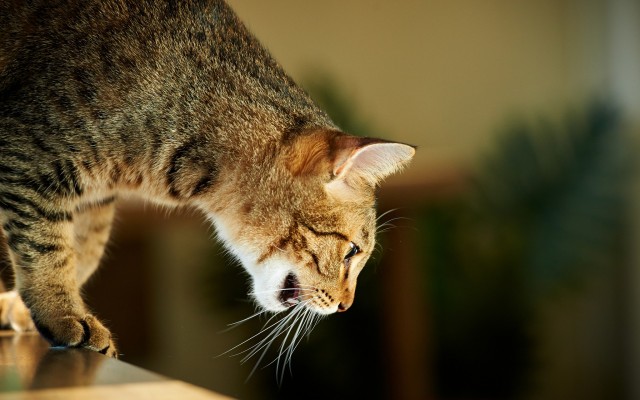 Cats. Desktop wallpaper