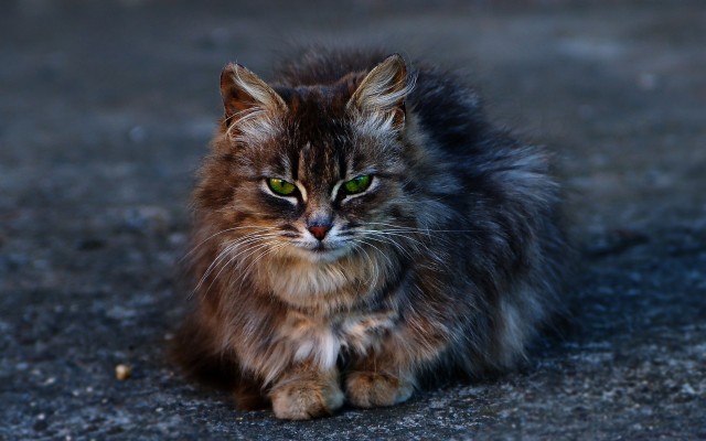 Cats. Desktop wallpaper