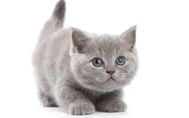 Cats. Desktop wallpaper