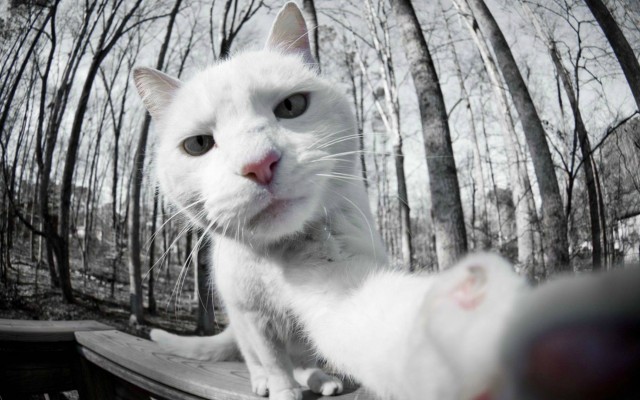 Cats. Desktop wallpaper