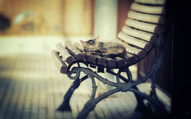 Cats. Desktop wallpaper