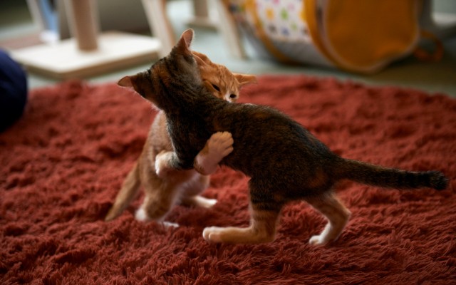 Cats. Desktop wallpaper