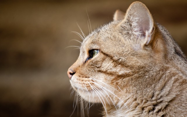 Cats. Desktop wallpaper
