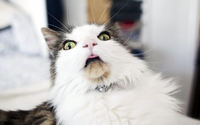 Cats. Desktop wallpaper