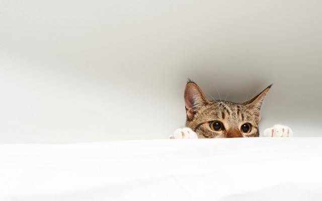 Cats. Desktop wallpaper