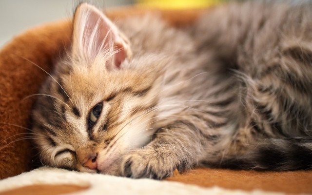 Cats. Desktop wallpaper