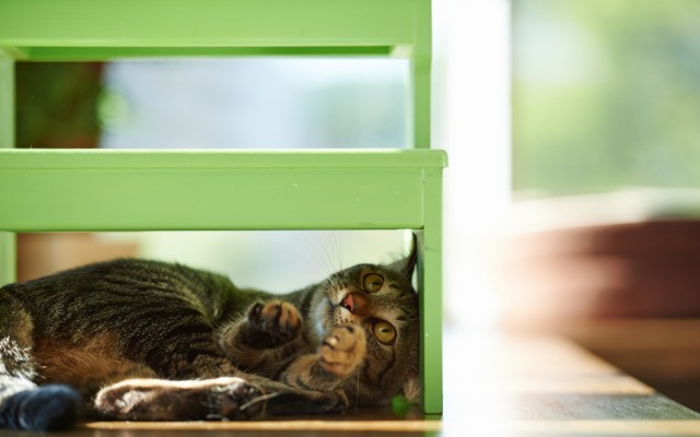 Cats. Desktop wallpaper