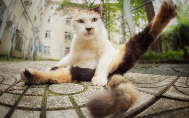 Cats. Desktop wallpaper
