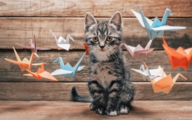 Cats. Desktop wallpaper