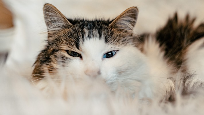 Cats. Desktop wallpaper