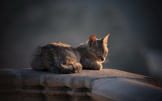 Cats. Desktop wallpaper