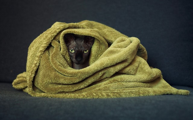 Cats. Desktop wallpaper