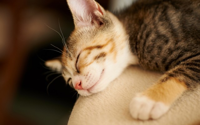 Cats. Desktop wallpaper