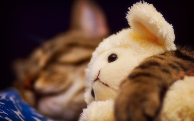 Cats. Desktop wallpaper