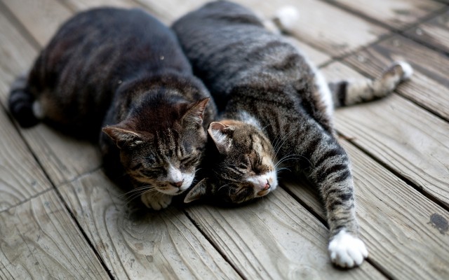 Cats. Desktop wallpaper