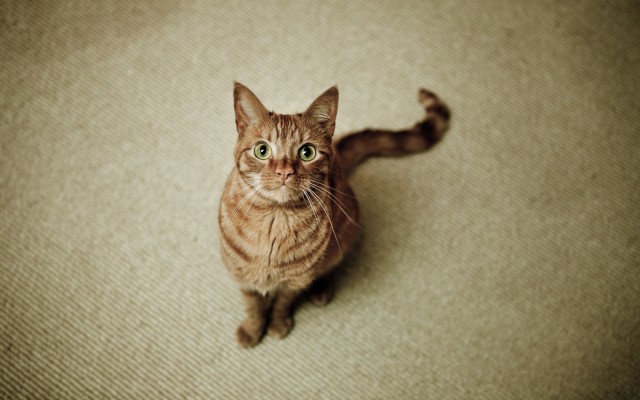 Cats. Desktop wallpaper