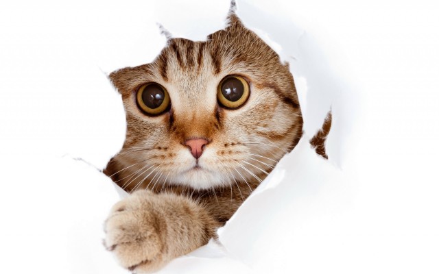 Cats. Desktop wallpaper