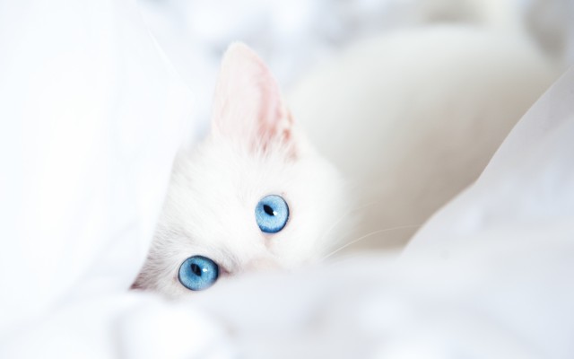 Cats. Desktop wallpaper