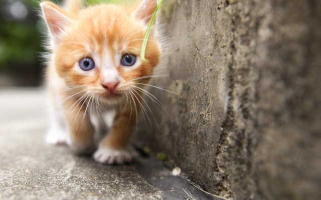 Cats. Desktop wallpaper