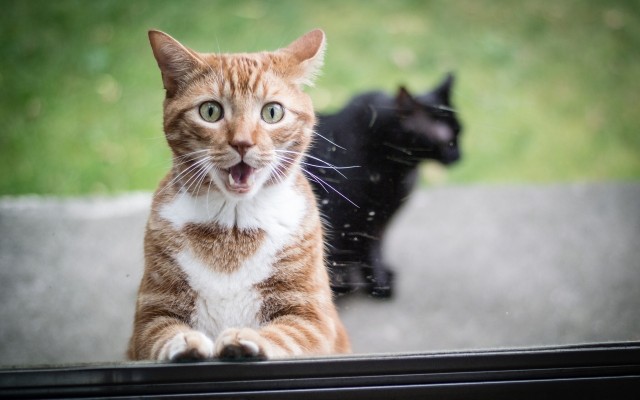 Cats. Desktop wallpaper