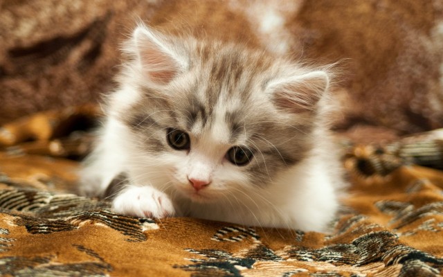 Cats. Desktop wallpaper