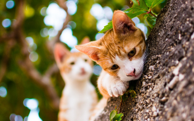 Cats. Desktop wallpaper
