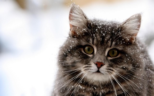Cats. Desktop wallpaper