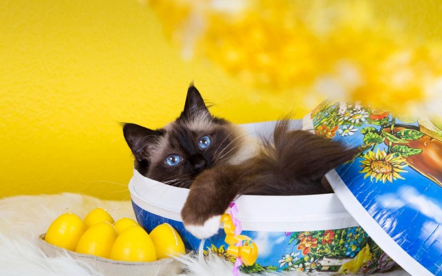 Cats. Desktop wallpaper