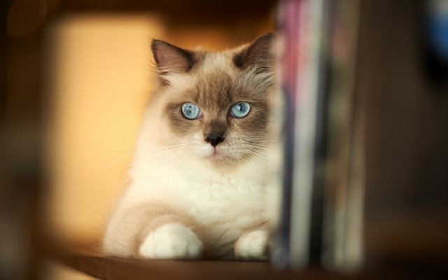 Cats. Desktop wallpaper