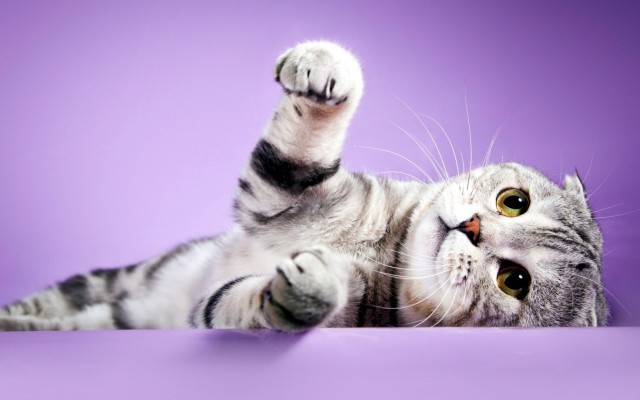 Cats. Desktop wallpaper