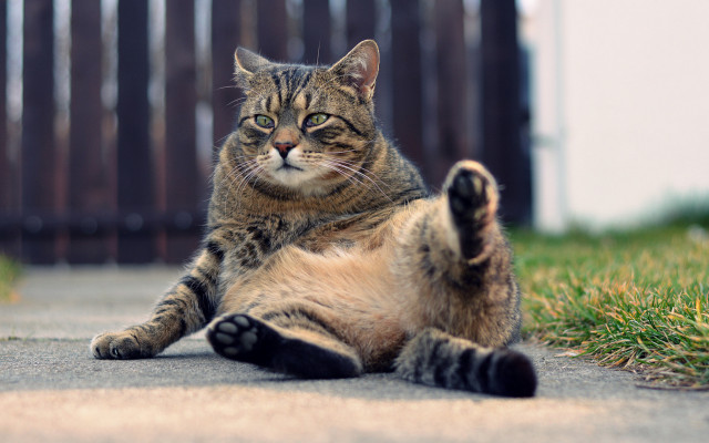 Cats. Desktop wallpaper