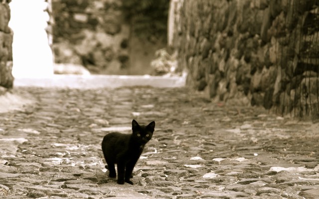 Cats. Desktop wallpaper