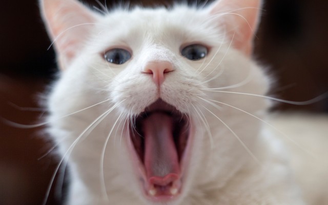 Cats. Desktop wallpaper