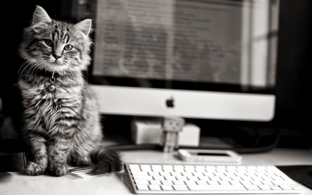 Cats. Desktop wallpaper