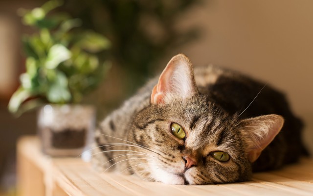 Cats. Desktop wallpaper