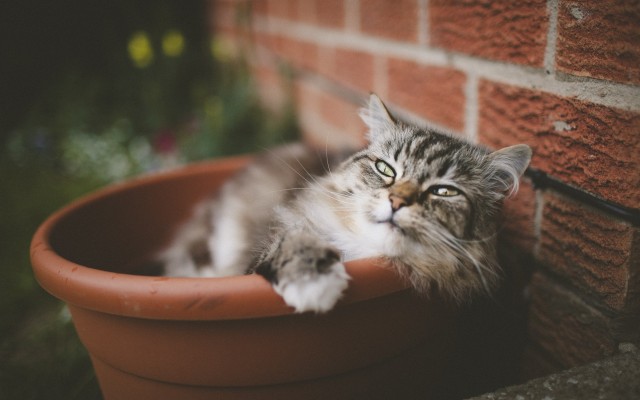 Cats. Desktop wallpaper