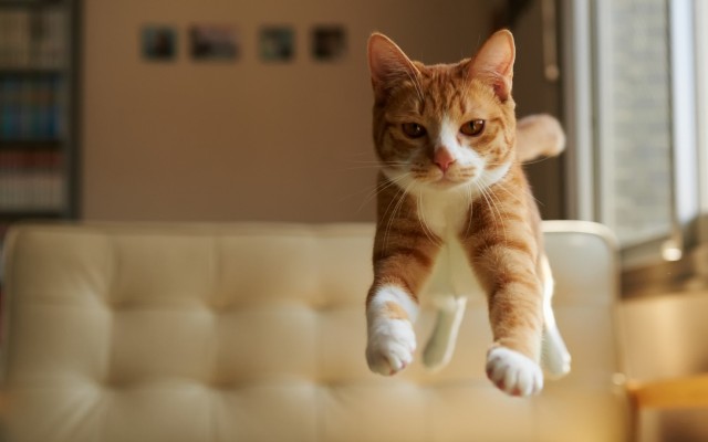Cats. Desktop wallpaper