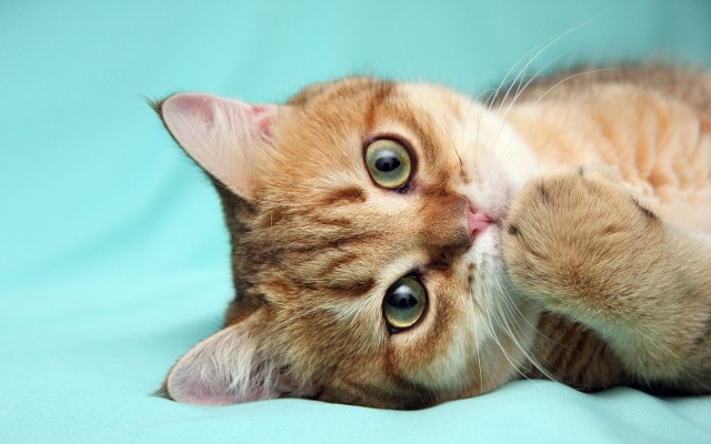 Cats. Desktop wallpaper