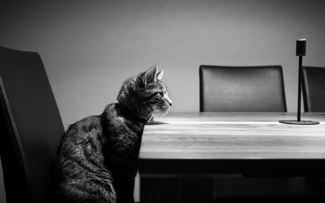 Cats. Desktop wallpaper