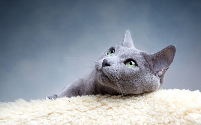 Cats. Desktop wallpaper