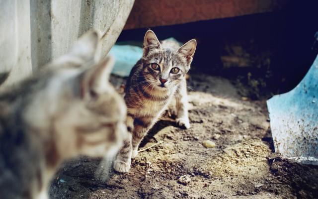Cats. Desktop wallpaper
