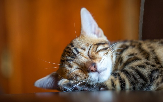 Cats. Desktop wallpaper